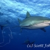 shark_silky_far_jar_h_0244_cub1524.jpg